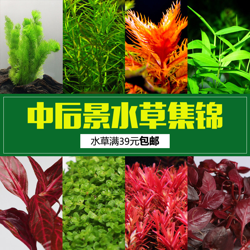 水族造景鱼缸装饰真水草套餐活体绿菊水竹宫廷宝塔红波中后景水草