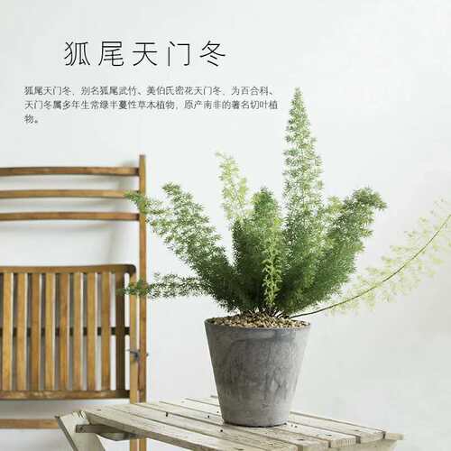 武竹家庭办公室稀有进口桌面狐尾