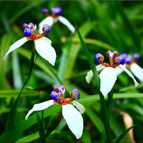 绿植巴西四季庭院花苗阳台盆栽