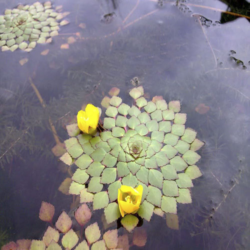 危地馬拉烟火花菱稀有品种浮萍