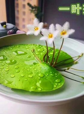 一叶莲水培植物室内花卉盆栽水养绿植水草水培植物水培植物