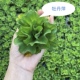 牡丹萍水芙蓉浮萍水培浮性水草活体植物鱼虾龟缸造景阳台植物净水