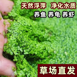 芝麻浮萍喂鱼喂龟水草造景小叶萍好养净化水质池塘鱼缸水培小浮萍