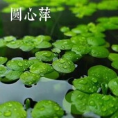 圆心萍浮萍净化水质水培绿植庭院办公室鱼虾龟缸造景增氧漂浮水草