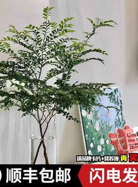 cb美男树水培绿植物鲜切枝马醉木平替客厅卧室装饰易养活