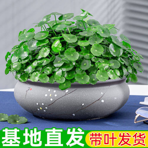 铜钱草水培盆栽客厅阳台绿植水养金钱草净化空气桌面植物好养花卉