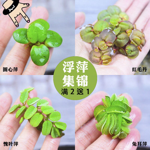 鱼缸浮萍水草活体植物性除no3