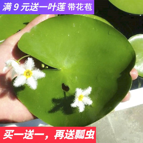 一叶莲心型睡碗莲花卉买一送一