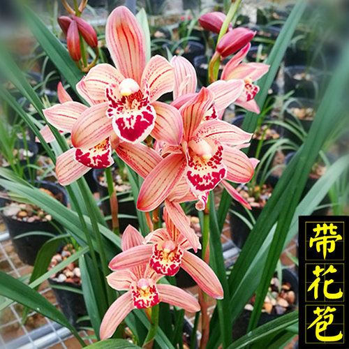 小姐建兰盆栽四季花卉植物