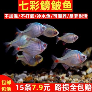 高体鳑鲏鱼七彩观赏鱼冷水淡水好养耐活鱼缸宠物山坑原生鱼磅礴