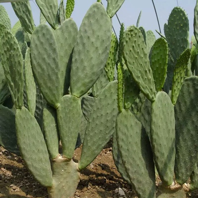 正宗墨西哥米邦塔植物仙人掌盆栽办公室内桌面仙人球多肉植物