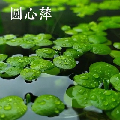 圆心萍浮萍一叶莲水芙蓉水草植物净化水质水培绿植鱼龟缸造景增氧