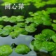 圆心萍浮萍一叶莲水芙蓉水草植物净化水质水培绿植鱼龟缸造景增氧