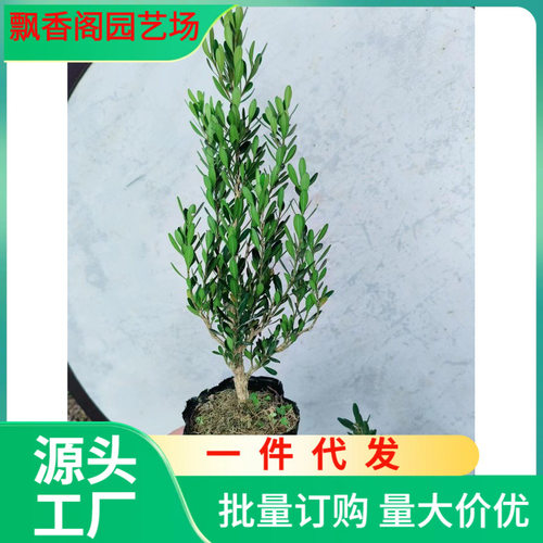 皱皮黄杨广东名贵盆栽雀舌黄杨树苗植物绿植室内外可