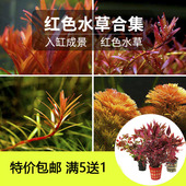 红色水草红菊红宫廷血心兰紫丁香鱼缸中后造景活体水族箱懒人植物