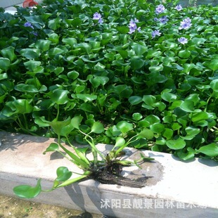 基地水生花卉水菖蒲水芙蓉水体绿化河道治理植物凤眼莲水葫芦