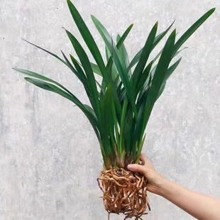 【耐寒】浓香型兰花苗室内盆栽兰花花卉墨兰建兰大花苞蕙兰年宵花