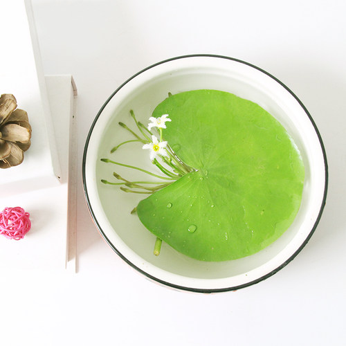 一叶莲植物阳台水生花卉