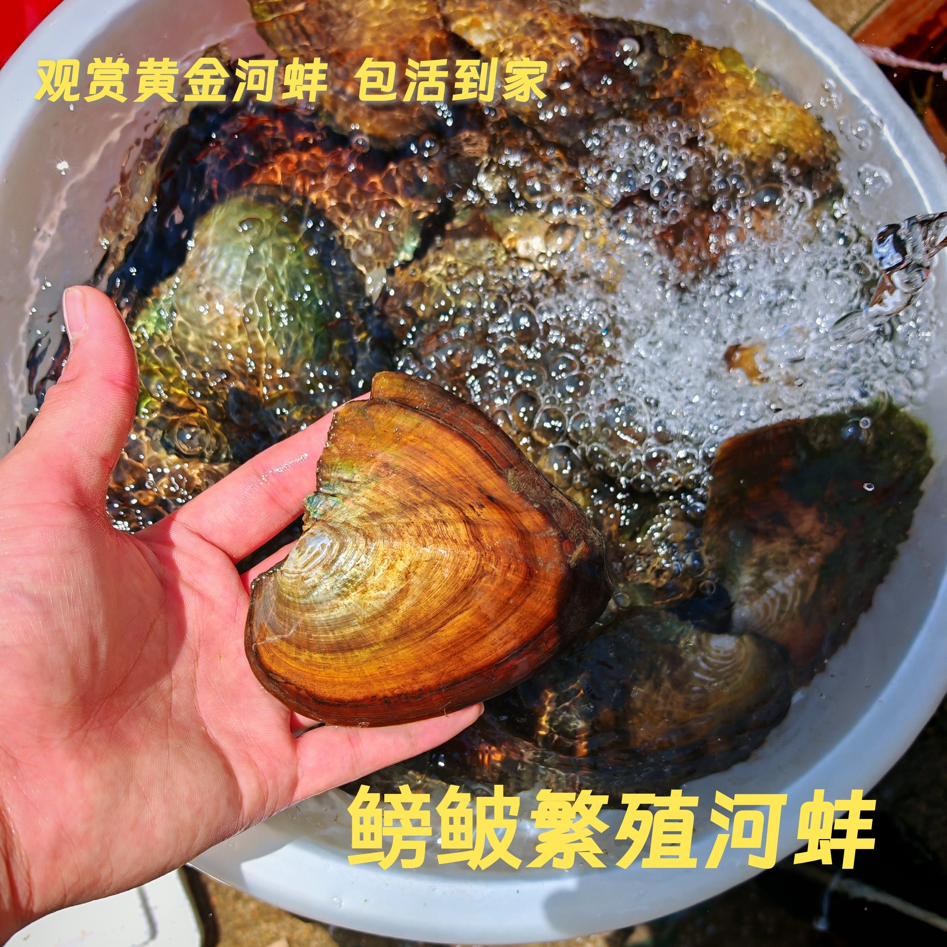 河蚌鲜活淡水黄金观赏巨型大净水鳑鲏鱼繁殖专用,宠物/宠物食品及用品,其它水族用具设备,淘宝优惠券,粉丝福利购,淘宝优惠卷