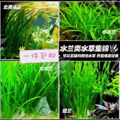 真水草大水兰小水兰扭兰龙舌兰赖养前后景新手鱼缸造景水韭菜