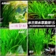 真水草大水兰小水兰扭兰龙舌兰赖养前后景新手鱼缸造景水韭菜