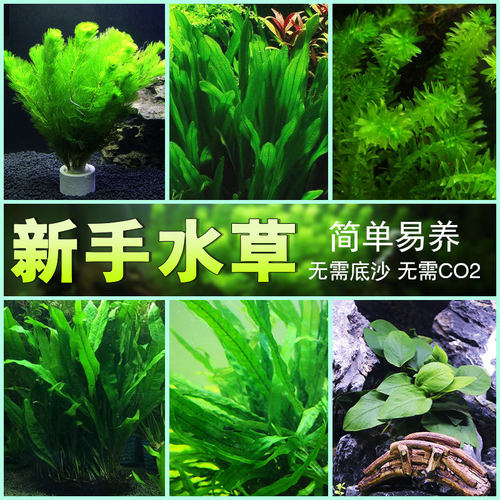 浮萍水草价格 浮萍水草图片 星期三