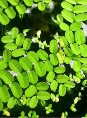 槐叶萍迷你细叶兔耳萍水草浮萍水生水培植物观造景净化水质鱼缸