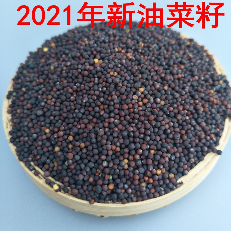 2023年新油菜籽优质油菜籽榨油食用大颗粒鹦鹉金丝芙蓉鸟饲料包邮-封面