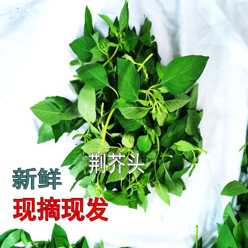 安徽阜阳特产新鲜大叶荆芥菜现摘现发荆芥头调味菜冰鲜发货荆棘菜