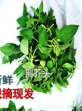 阜阳特产现摘现发大叶荆芥头