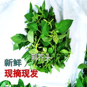 阜阳特产现摘现发大叶荆芥头