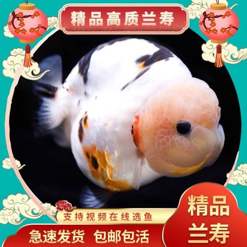 兰寿金鱼泰狮玛丽金鱼苗冷水淡水