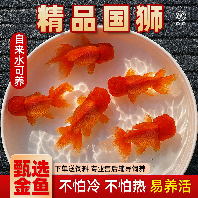 红狮金鱼冷水淡水小型观赏鱼龙睛泰狮鸿运当头狮子头金鱼好养易活