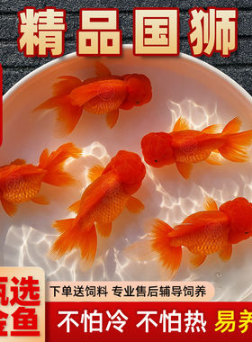 红狮金鱼冷水淡水小型观赏鱼龙睛泰狮鸿运当头狮子头金鱼好养易活