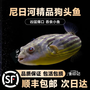 斑马狗头河豚鱼斑狗头鱼苗热带鱼观赏鱼淡水河豚凶猛鱼苗活体包邮