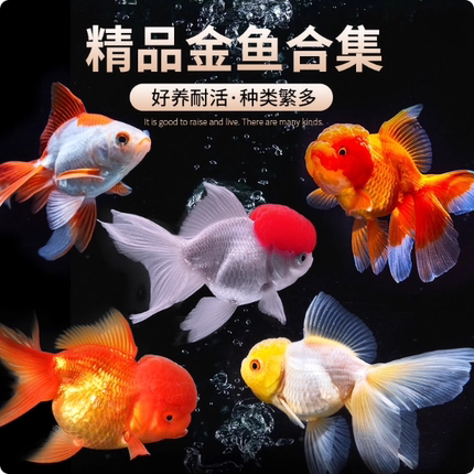 精品金鱼观赏鱼鸿运当头金鱼活体鱼缸小鱼冷水鱼招财鱼兰寿丹顶红