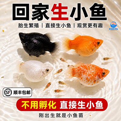 胎生鱼活体玛丽球淡水广温小鱼易繁殖鱼好养热带观赏鱼新手闯缸鱼
