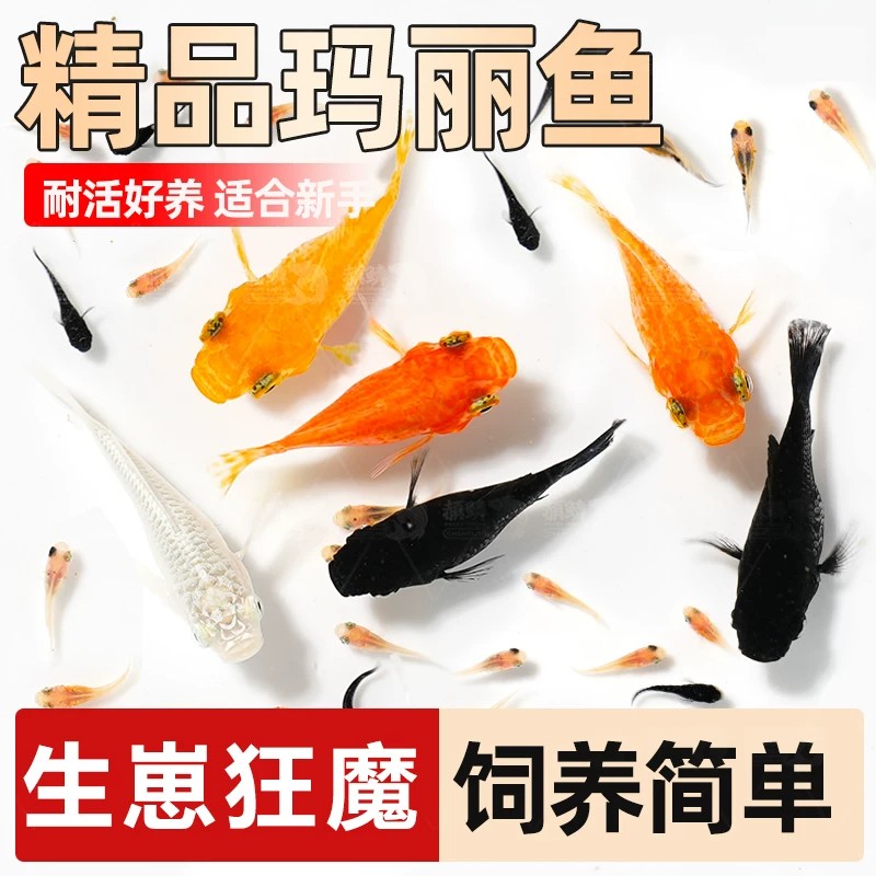 热带小鱼活观赏鱼红黄米奇鱼小型淡水鱼斑马鱼孔雀玛丽球鱼活体