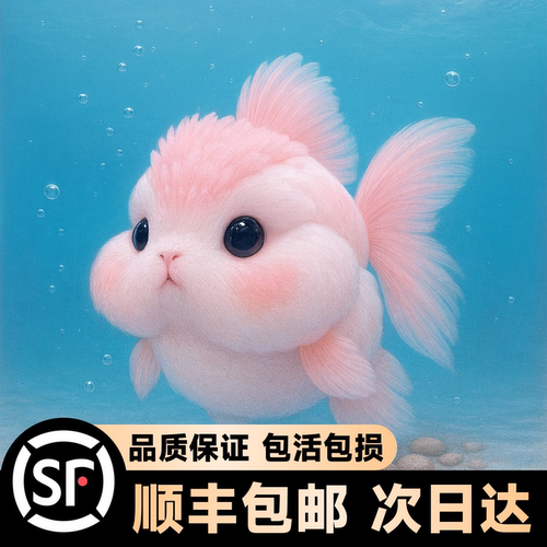 纯种兰寿金鱼活体好养冷水淡水