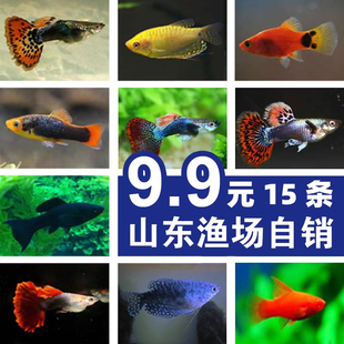 小型淡水观赏鱼热带胎生孔雀鱼精品凤尾米奇玛丽曼龙清道夫活体鱼