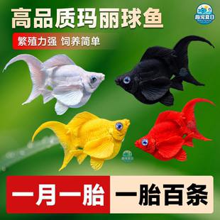 胎生鱼活体玛丽球淡水广温小鱼易繁殖鱼好养热带观赏鱼新手闯缸鱼