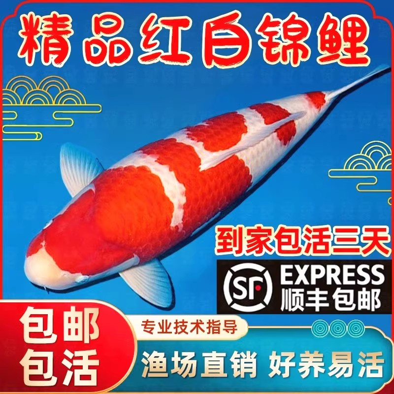 顺丰包邮红白锦鲤包活到家