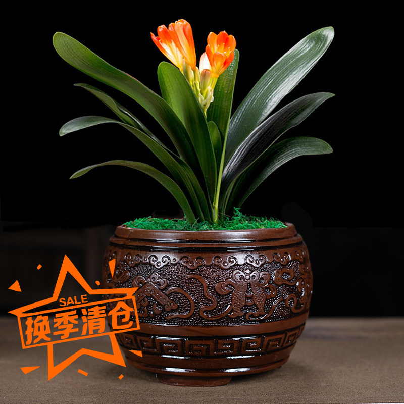 宜兴紫砂花盆君子兰花盆仿古浮雕四季春多肉绿植盆景花盆陶瓷古典