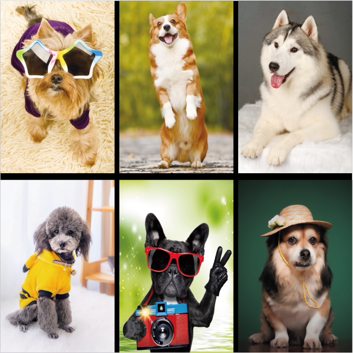 宠物图 狗狗海报贴画壁纸萌宠拉布拉多比熊墙壁装饰画背胶贴纸