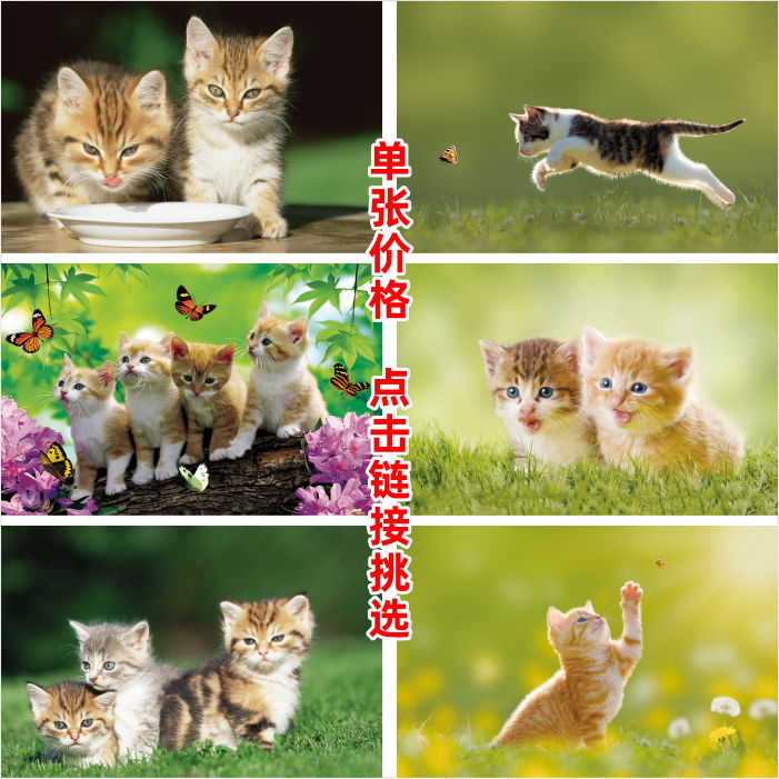 宠物壁画可爱猫咪海报儿童房墙贴书房寝室装饰画动物图小猫贴纸图片