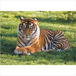 动物海报老虎画客厅玄关装饰墙贴画老虎海报生肖图猛虎贴画卧虎图