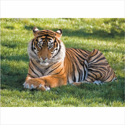 动物海报老虎画客厅玄关装饰墙贴画老虎海报生肖图猛虎贴画卧虎图