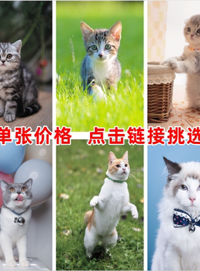 小猫海报猫咪画客厅儿童房装饰画萌宠猫海报墙贴画招财猫宠物猫图