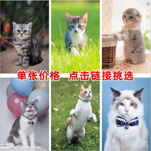 饰画萌宠猫海报墙贴画招财猫宠物猫图 小猫海报猫咪画客厅儿童房装