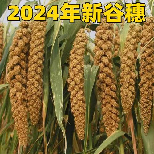谷穗仓鼠鹦鹉零食训练食品
